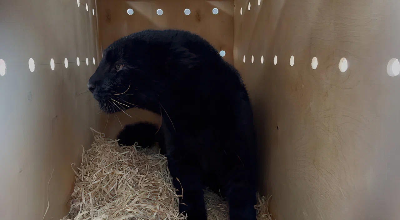 Red Wings помогла леопарду Каре добраться до нового дома